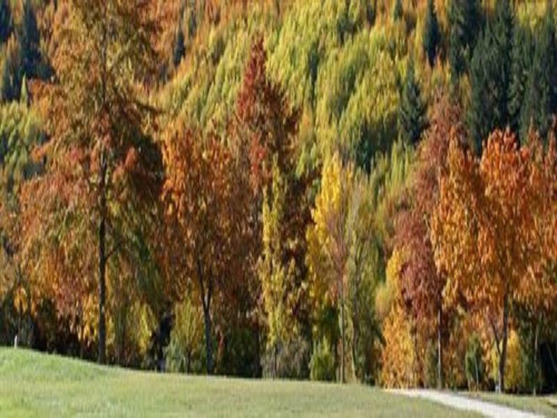 Hampshire Holiday Parks - Arrowtown Dış mekan fotoğraf